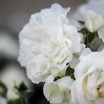 مزرعة للإقامة Millefiori La Corte Delle Rose *