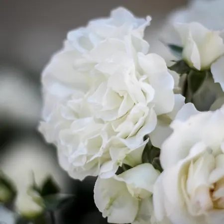 مزرعة للإقامة Millefiori La Corte Delle Rose *